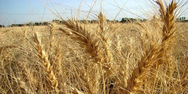 380 هزار هکتار از اراضی آذربایجان غربی زیر کشت گندم پاییزه می رود