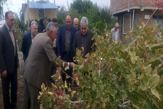 بازدید رئیس سازمان جهاد کشاورزی آذربایجان غربی از باغات پسته شهرستان میاندوآب