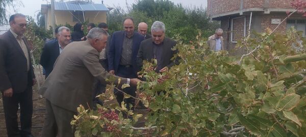 بازدید رئیس سازمان جهاد کشاورزی آذربایجان غربی از باغات پسته شهرستان میاندوآب