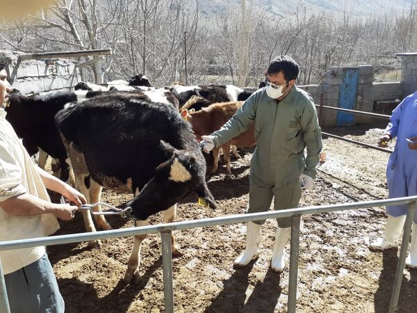  فاز اول واکسیناسیون دام های سنگین علیه تب برفکی در شهربابک
