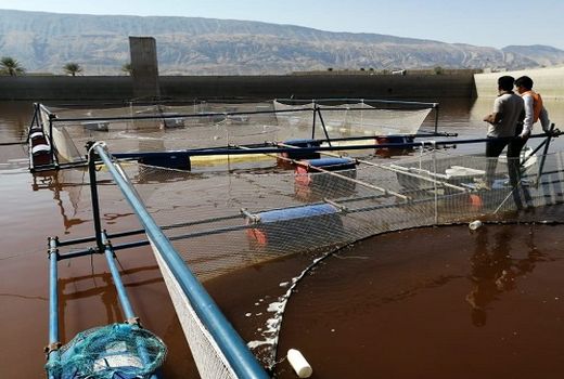 تولید بالغ بر13 هزارتن انواع محصولات شیلاتی در فارس