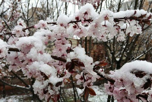 ثبت خسارات سرما در بانک کشاورزی خراسان شمالی