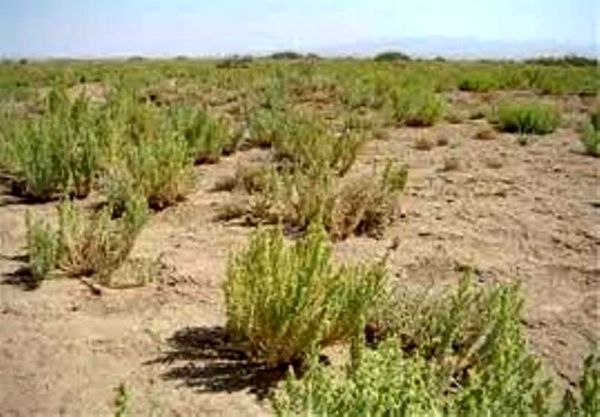 تولید ۲۹۰ هزار اصله نهال بیابانی 