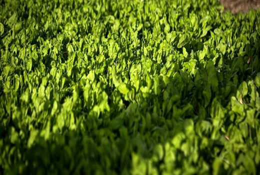 چشم امید سرپرستان خانوار ایلامی به چرخه سبز تولید