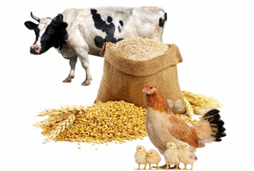 برگزاری ششمین نمایشگاه بین المللی فیداکسپو از 21 تا 23 دی‌ماه در بوستان گفتگو