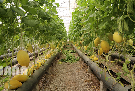 گلخانه‌های ایران 1