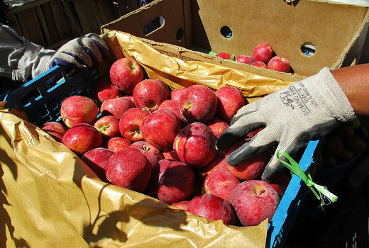 صدور مازاد تولید سیب کشور به هند و روسیه