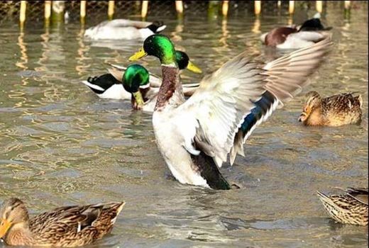 ابطال پروانه‌های شکار در مناطق درگیر آنفلوآنزای مرغی