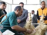 تولید رویان دام سبک به روش اووم‌پیک‌آپ برای نخستین بار