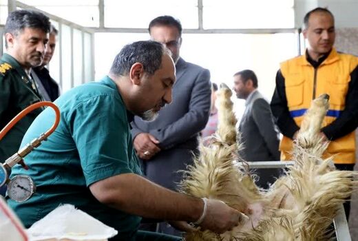 تولید رویان دام سبک به روش اووم‌پیک‌آپ برای نخستین بار