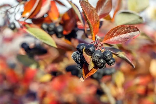 برنامه‌ریزی باغبانی برای گسترش کشت زرشک سیاه در آذربایجان شرقی