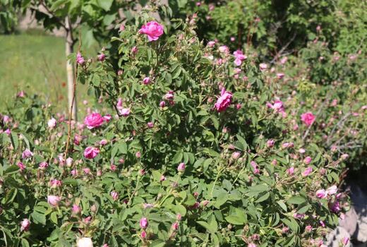 برگزاری یازدهمین جشنواره برداشت گل محمدی (قیزیل گول) در شهرستان اسکو 