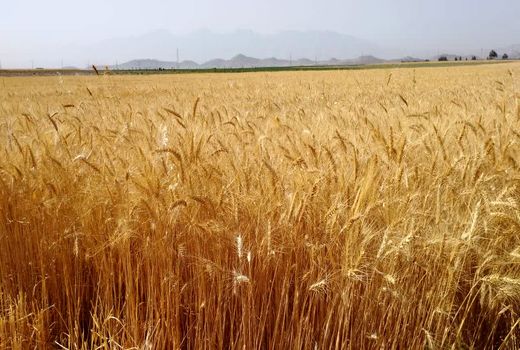 پایان برداشت گندم از مزارع جهرم