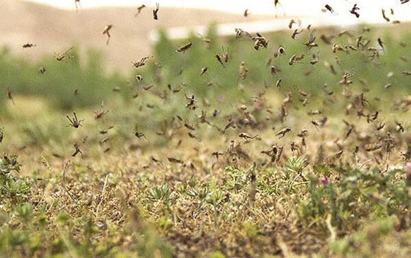 9 استان جنوبی کشور درگیر آفت ملخ‌های صحرایی