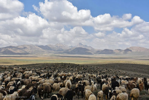 وجود بیش از 7 میلیون راس دام مازاد بر ظرفیت مراتع درآذربایجان غربی