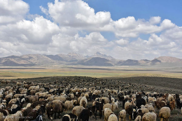 وجود بیش از 7 میلیون راس دام مازاد بر ظرفیت مراتع درآذربایجان غربی