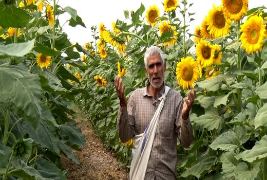 برداشت ۴۵۰ تن تخمه آفتابگردان از مزارع کشاورزی شاهین شهر و میمه