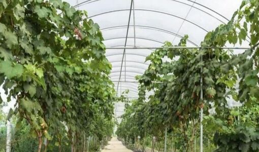 موفقیت در تولید انگور گلخانه‌ای تنها با سرمایه‌گذاری ممکن نیست 
