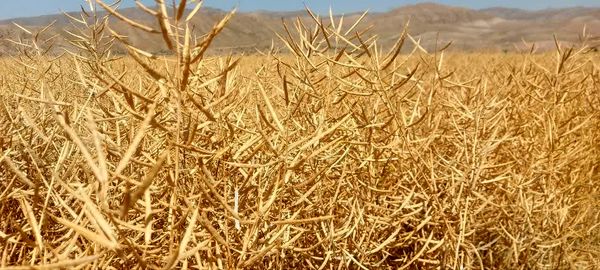 آغاز برداشت کلزا از مزارع آذربایجان شرقی