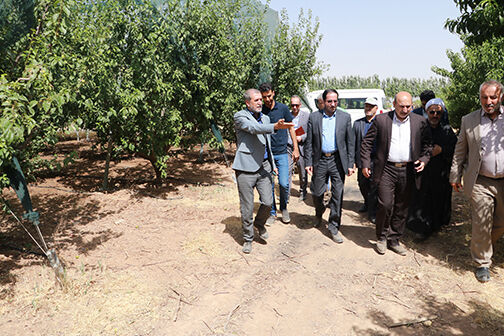 بازدید رییس سازمان تحقیقات، آموزش و ترویج وزارا جهاد کشاورزی از طرح سایبان در یکی از باغات تاکستان 