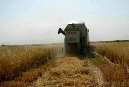 برداشت جو در خرامه آغاز شد