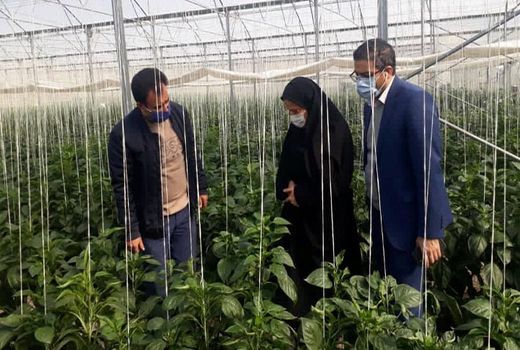 بازدید از گلخانه گوجه فرنگی شهرستان شهریار در راستای تسهیل و رفع موانع تولید