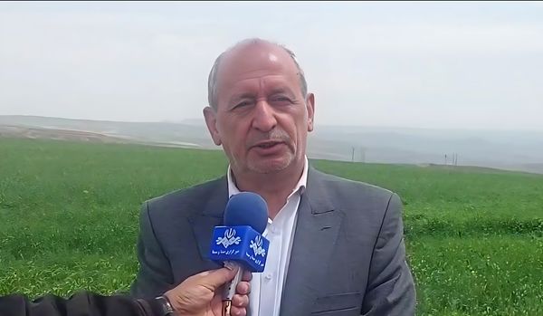 پیشبینی خرید ۵۰۰ هزار تن گندم در آذربایجان شرقی