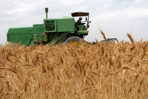 ۵۰ درصد برنامه خرید تضمینی گندم در استان قزوین محقق شد