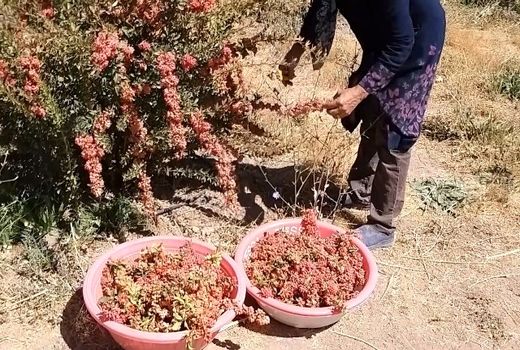 اختصاص زمین‌های کشاورزی شهرستان سمیرم به کاشت گیاهان دارویی