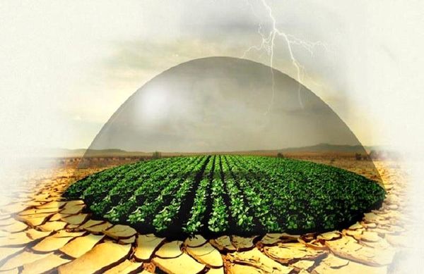 نیمی از اراضی زراعی چهارمحال و بختیاری تحت بیمه محصولات کشاورزی قرار گرفت 