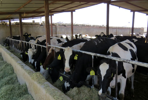 84 هزار راس دام سبک و سنگین در سیستان و بلوچستان پلاک کوبی شد