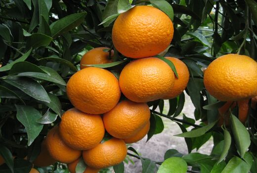 تولید ۱۰۲ هزار تن مرکبات در باغ های کازرون