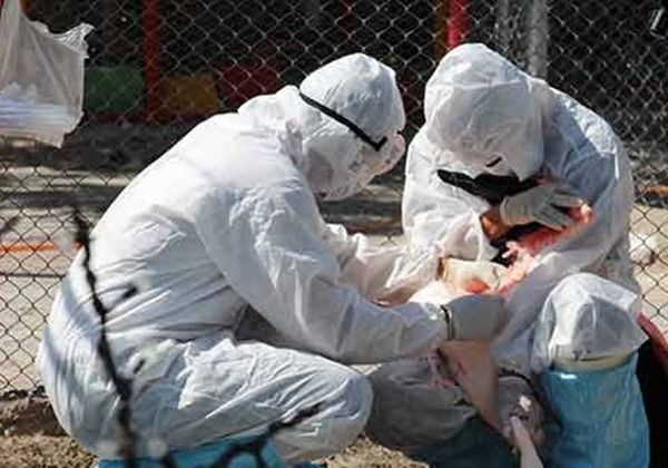 پایش دوباره آنفلوآنزای پرندگان از ابتدای مهر