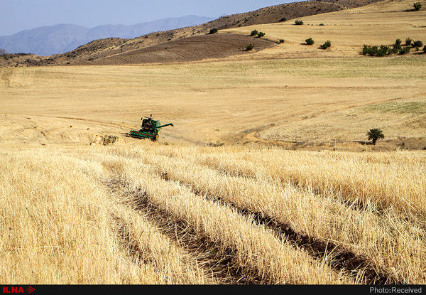 تهیه الگوی کشت دیم در 230 هزار هکتار از اراضی کشاورزی استان قزوین