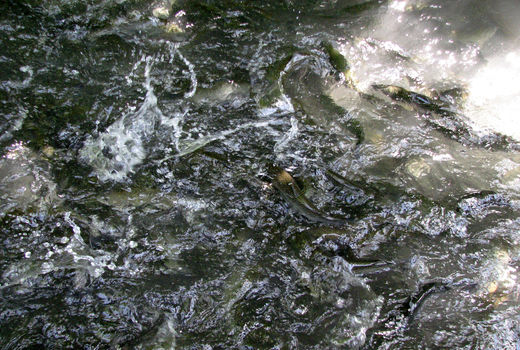 200 تن ماهی در استخرهای پرورش  ماهی شهرستان البرز تولید برداشت می شود 