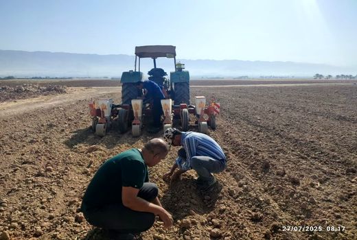 اجرای طرح انتخاب ارقام مشارکتی آفتابگردان در کازرون