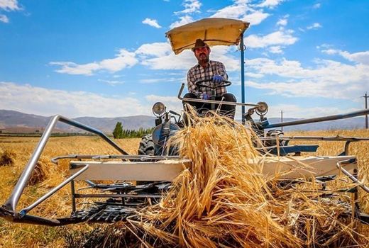 آغاز برداشت گندم از مزارع شهرستان لردگان 