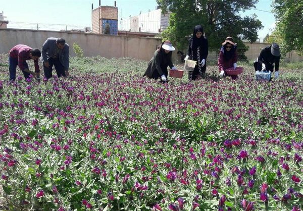 افزایش سطح زیر کشت گیاهان دارویی در لرستان