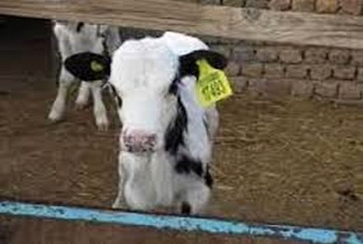 ۵۴ هزار راس دام در ساری هویت دار شد