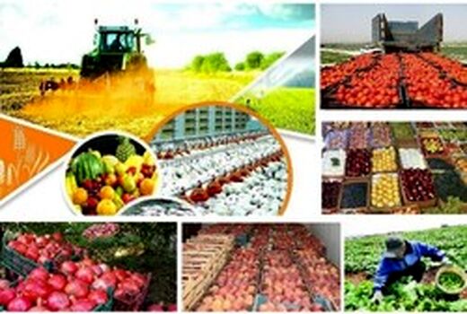 همراهی صندوق تعاون روستایی ایرانیان با  برنامه های محوری وزارت جهاد کشاورزی