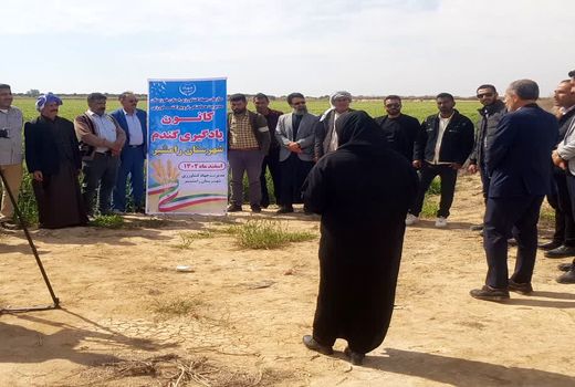 کانون یادگیری گندم، گامی موثر برای افزایش تولید در رامشیر