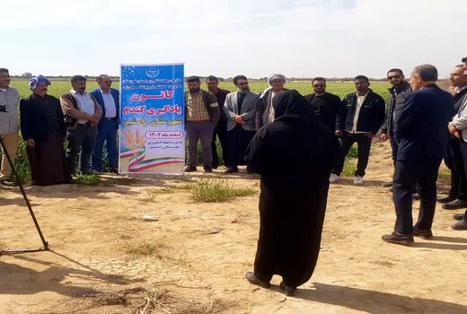کانون یادگیری گندم، گامی موثر برای افزایش تولید در رامشیر