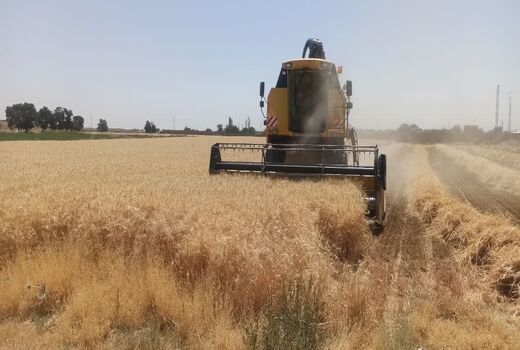 خرید ۳۲هزار تن گندم از کشاورزی شهرستان بوئین زهرا