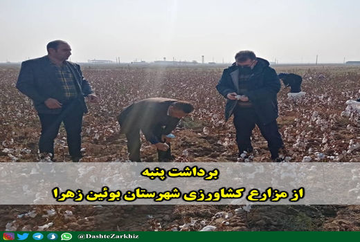 برداشت پنبه از مزارع کشاورزی شهرستان بوئین زهرا