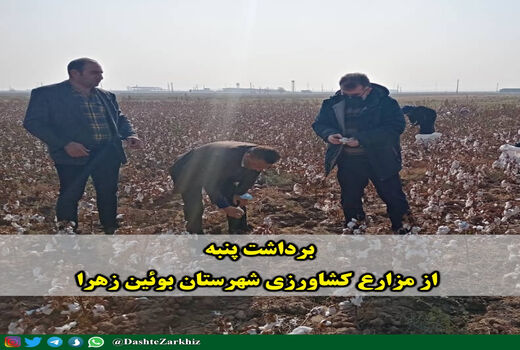 برداشت پنبه از مزارع کشاورزی شهرستان بوئین زهرا