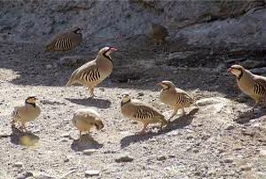 رها سازی 10 قطعه کبک در منطقه شکار ممنوع در شیراز