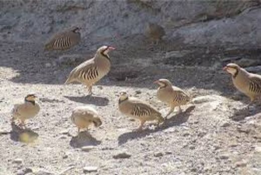 رها سازی 10 قطعه کبک در منطقه شکار ممنوع در شیراز