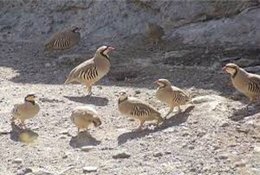 رها سازی 10 قطعه کبک در منطقه شکار ممنوع در شیراز