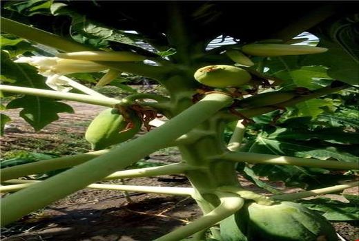 کاشت گیاه پاپایا در قیروکارزین 