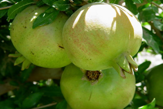 برداشت انار درسیستان وبلوچستان آغازشد